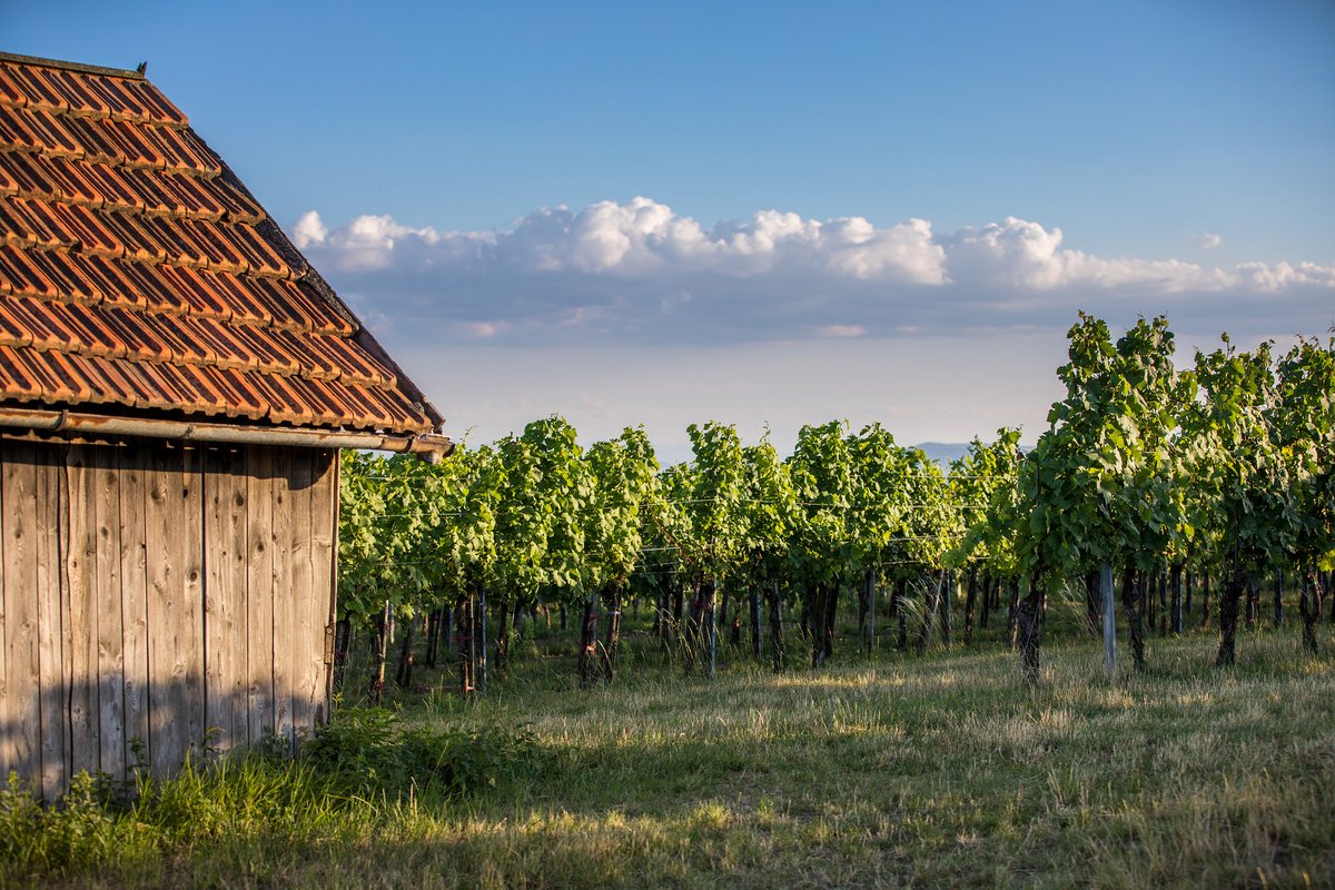 Riede2_Weingarten-Hütte.jpg